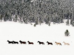 Snowy Pasture, Quarter Horses